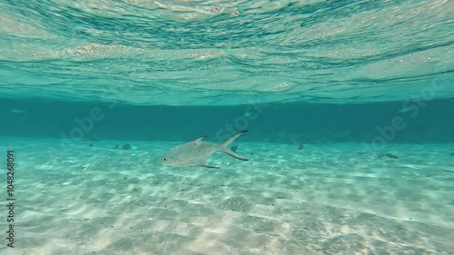 Smallspotted dartfish (Ptereleotris microlepis) swim gracefully beneath water’s surface in shallow, sandy-bottomed waters of the Maldives. They come close to the camera, offering detailed views. photo