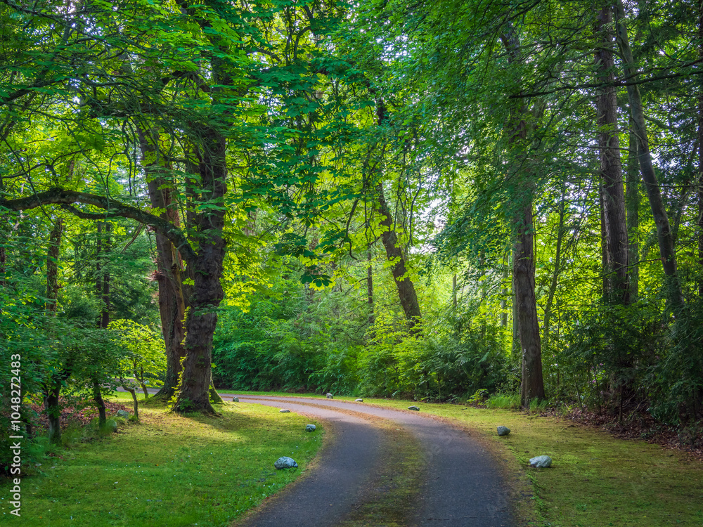 Obraz premium Road Through the Forest with Light