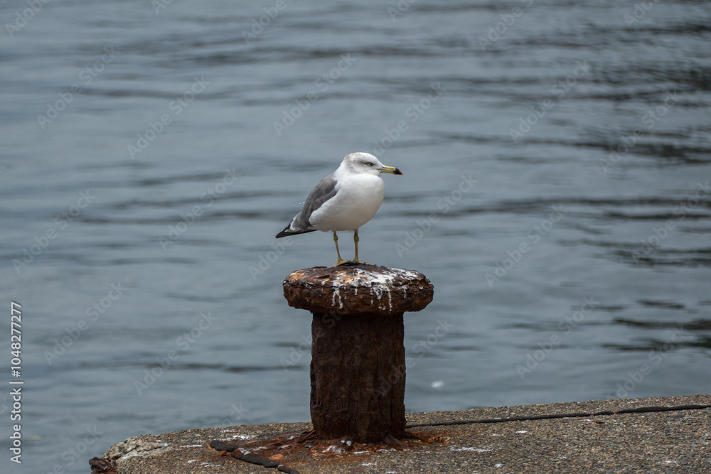 Black-tailed Gull in Ine Bay, Kyoto, Japan