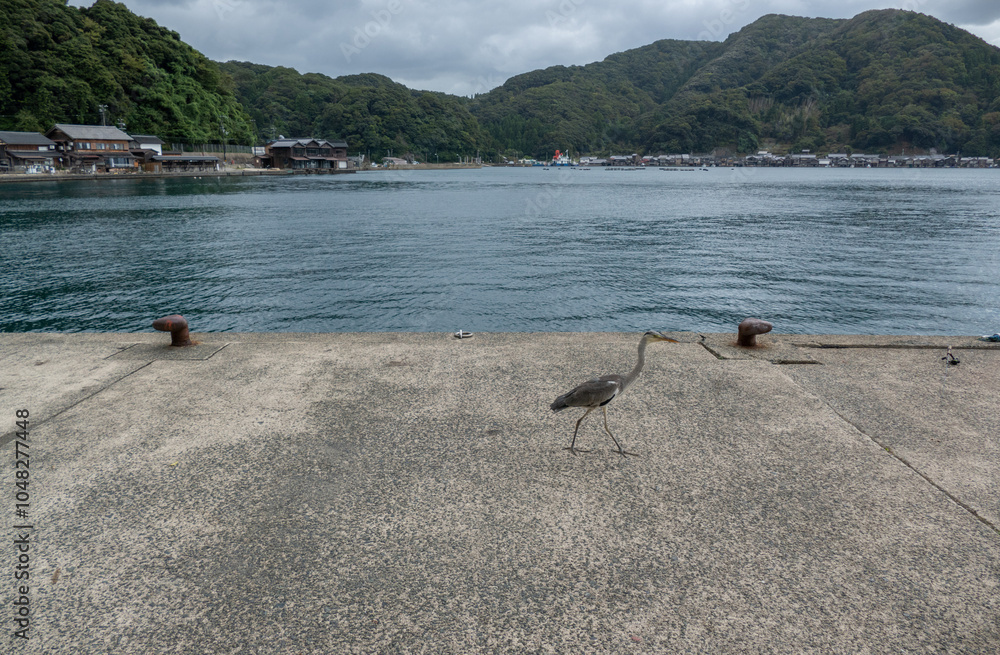 Egret Bird in Ine fishermen village, Kyoto, Japan