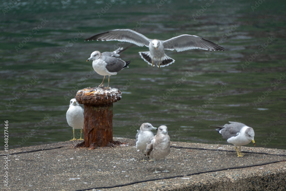 Black-tailed Gull in Ine Bay, Kyoto, Japan
