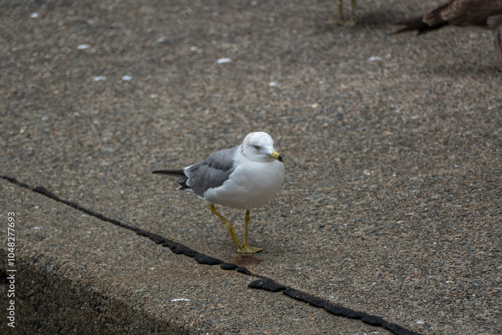 Black-tailed Gull in Ine Bay, Kyoto, Japan