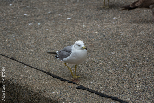 Obraz na płótnie Black-tailed Gull in Ine Bay, Kyoto, Japan w salonie