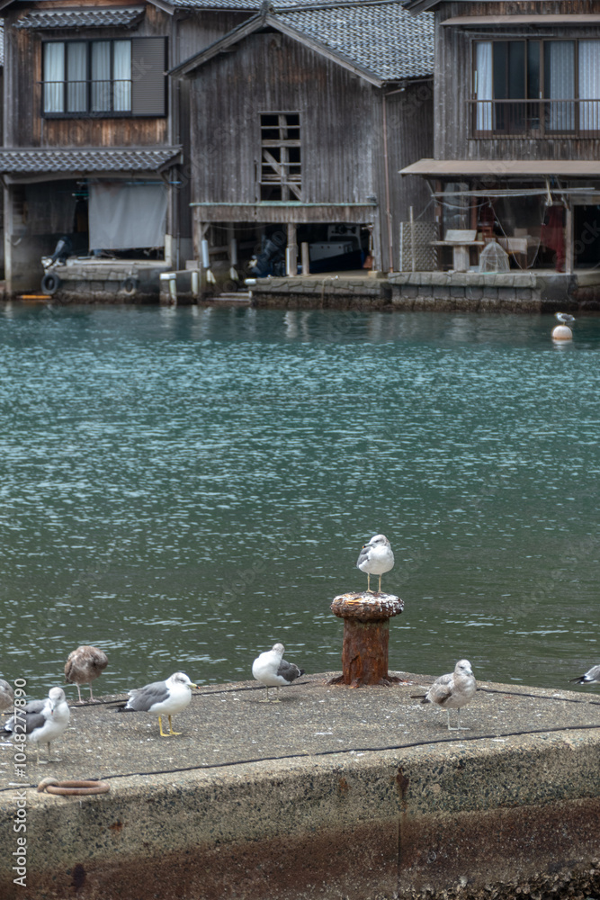 Black-tailed Gull in Ine Bay, Kyoto, Japan