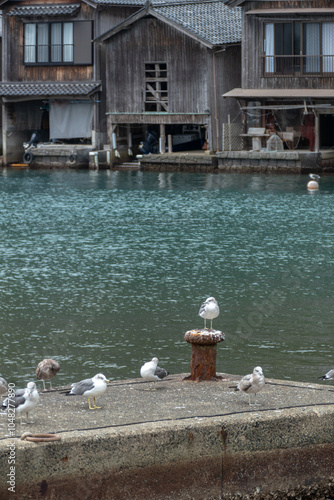 Obraz na płótnie Black-tailed Gull in Ine Bay, Kyoto, Japan w salonie