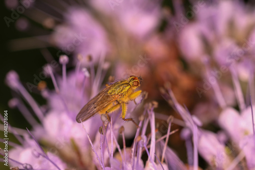 macro picture of a fly on a flower photo