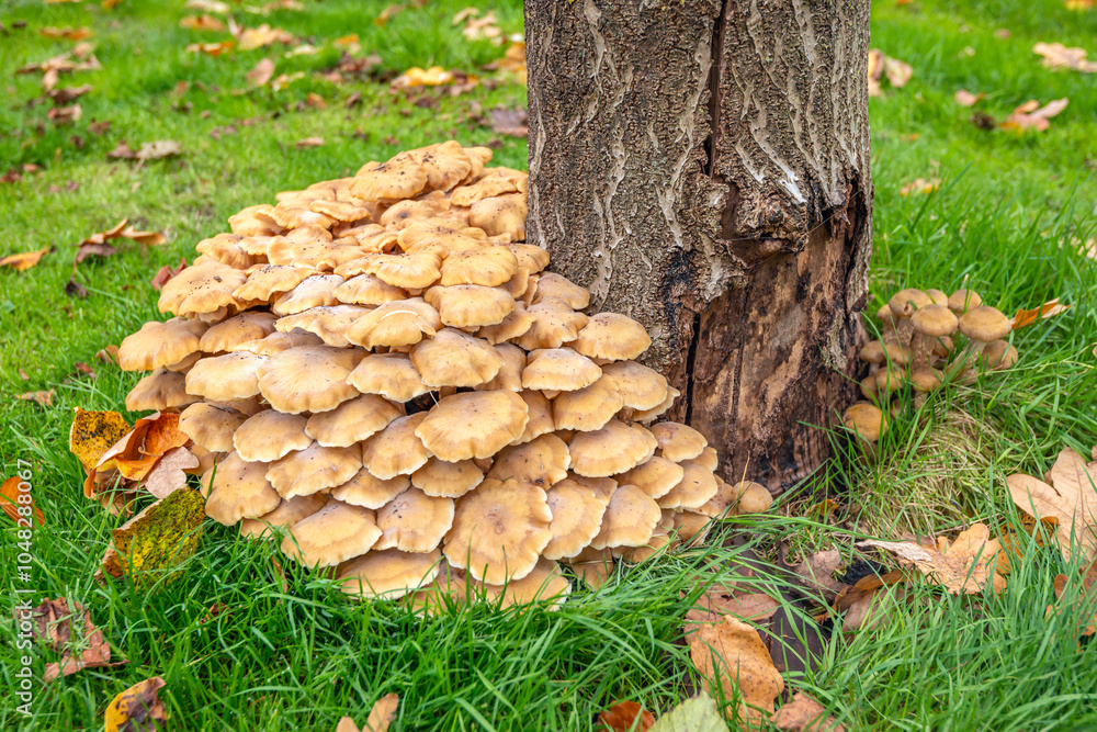Close-up of a large group of fungi at the base of a sawn off and rotting tree trunk in the grass. The photo was taken on a cloudy day in the Dutch autumn season.