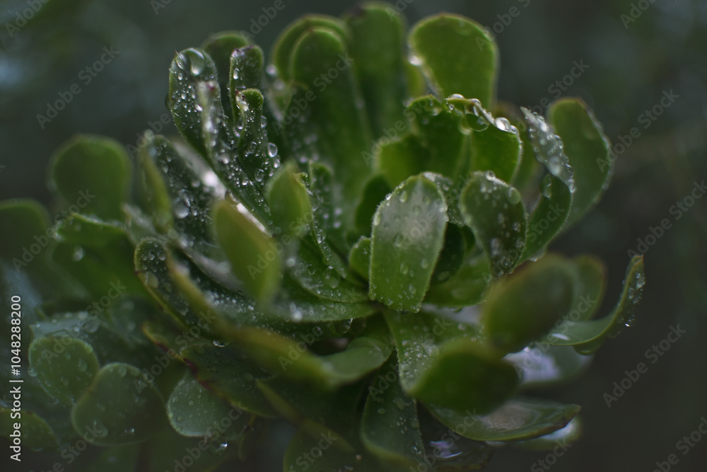 succulent succulent