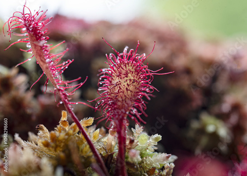 a traditional bog plant, Drosera is a genus of insectivorous plants, bog vegetation photo