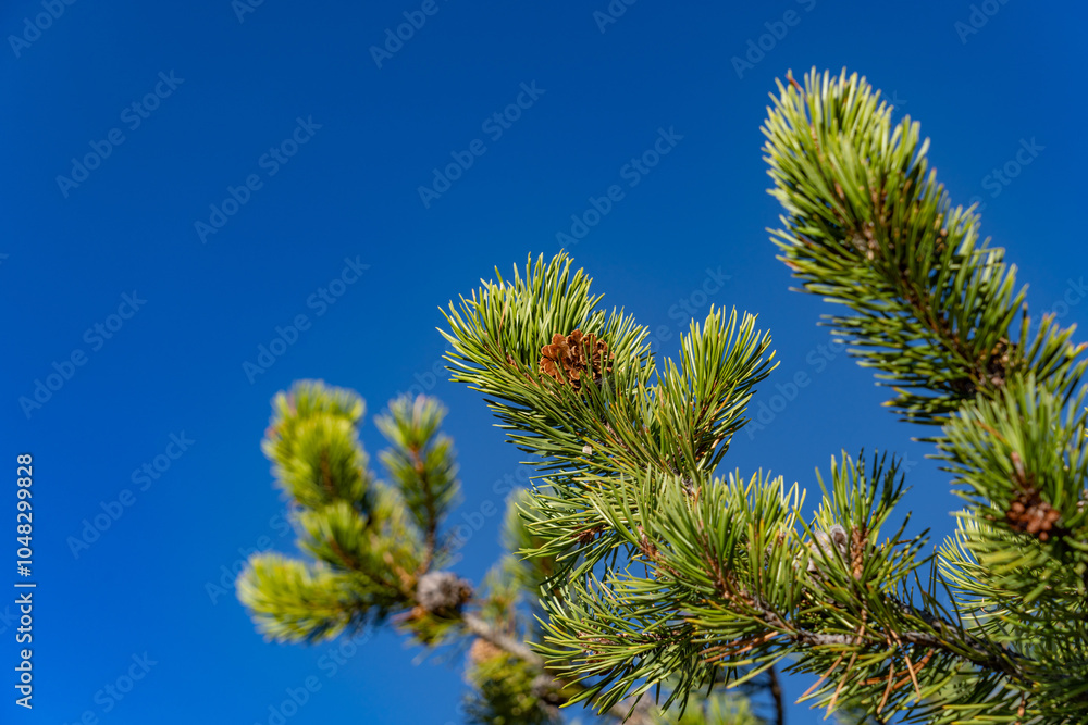 Pinus contorta, lodgepole pine and shore pine, twisted pine, and contorta pine. Roaring Mountain, Yellowstone National Park , Wyoming. Pinus contorta, lodgepole pine and shore pine, twisted pine, and contorta pine. Roaring Mountain, Yellowstone National Park , Wyoming.