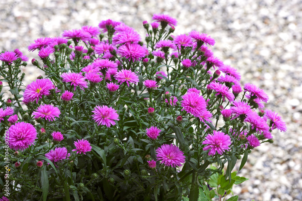 Obraz premium Flowers, spring and purple daisy in garden with sustainability, morning growth and calm environment. Blossom, peace and nature with floral bush in backyard, countryside and outdoor plants on floor