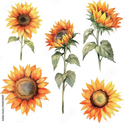 set of sunflowers isolated