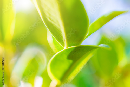 Natural plant green leaf in garden with bokeh background