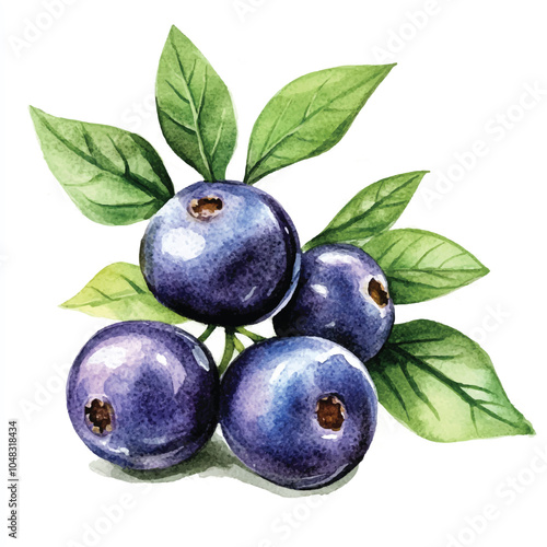 Olallieberry fruit watercolor clipart illustration