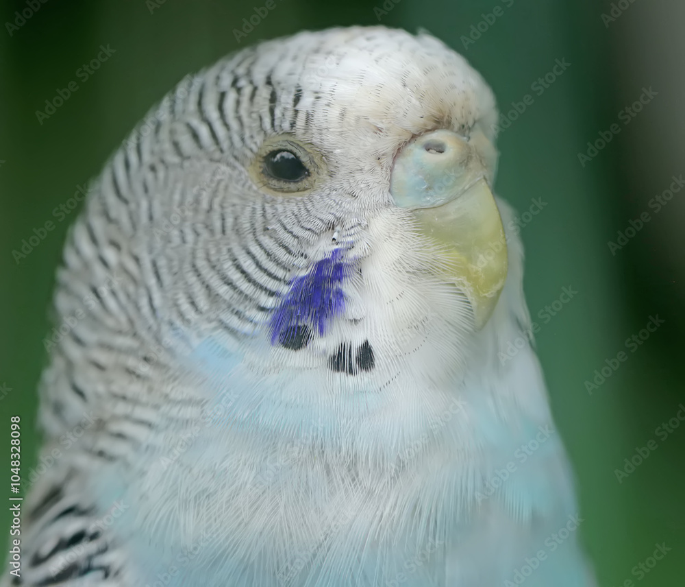 Obraz premium The face of a graceful and beautiful parakeet. This hook-billed bird has the scientific name Melopsittacus undulatus.