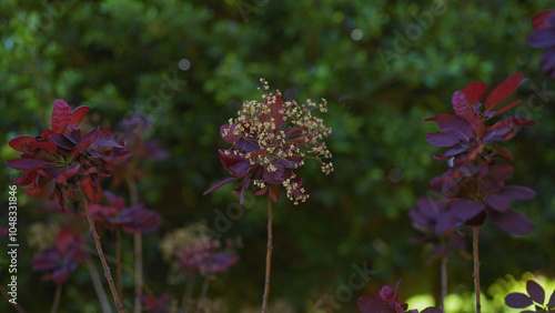 Close-up of a burgundy smoke tree, cotinus coggygria, with soft focus green background in a garden setting. photo