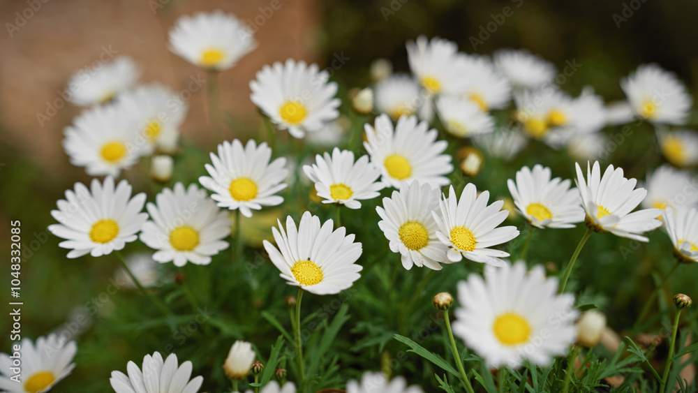 Fototapeta premium Cluster of blooming daisies with vibrant yellow centers and white petals in murcia, spain's outdoor setting.