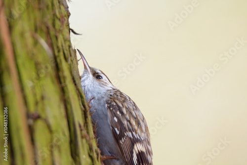 Eurasian treecreeper photo