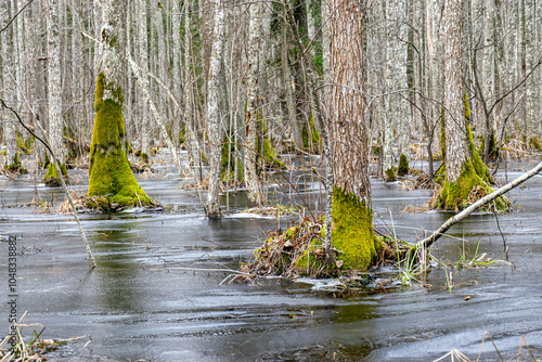 Flooded forest, forest wetland, melting snow and ice, puddles of water between tree trunks reflecting forest and tree shadows, Slokas nature trail, Latvia photo