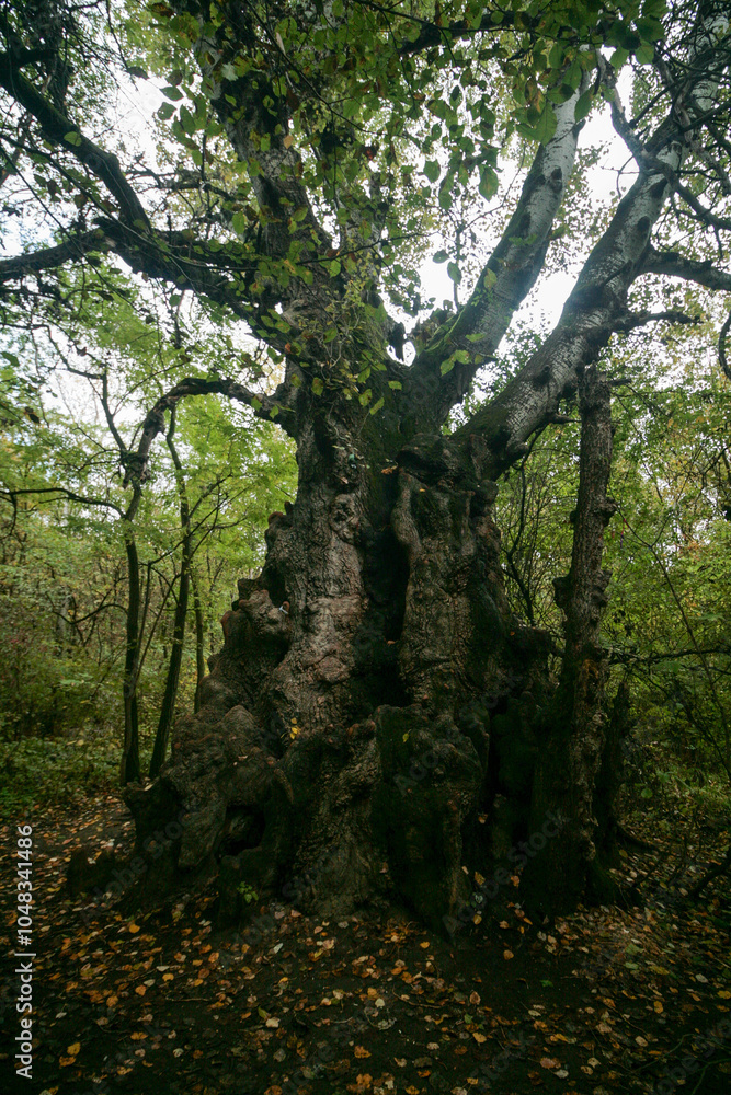 Fototapeta premium Giant poplar in the Safon forest, Georgievsk, Russia.