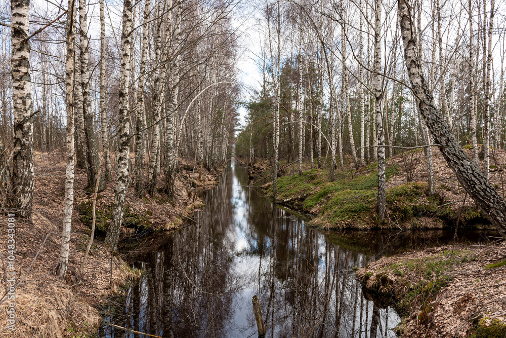 swamp ditch in spring, beautiful reflections of trees on the surface of the water, leafless trees in spring, long developed swamp swamp ditch in spring, beautiful reflections of trees on the surface of the water, leafless trees in spring, long developed swamp