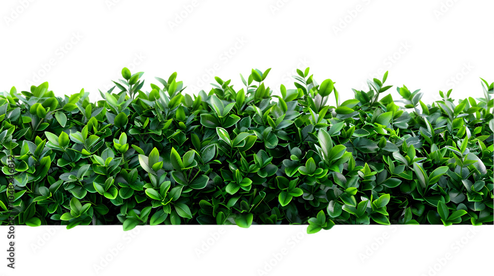 greenery transparent png greenery transparent png