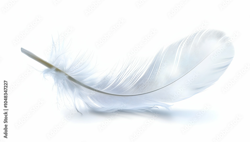 Obraz premium single white feather isolated on a pure background