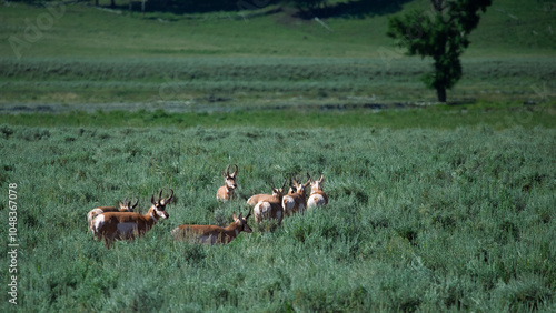 Wallpaper Mural herd of deer in the field Torontodigital.ca
