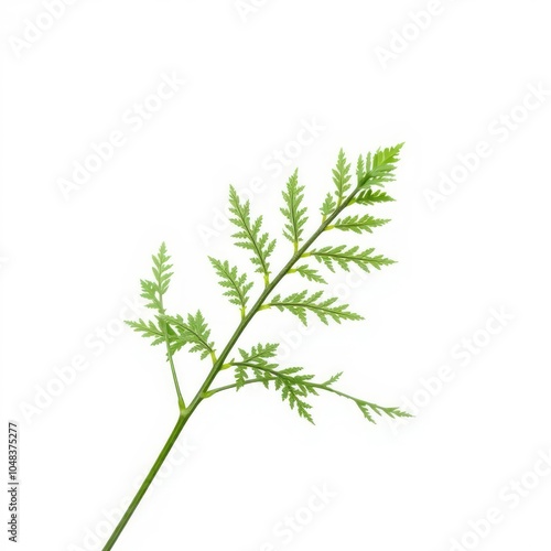 Nettle isolated on white background full depth of field