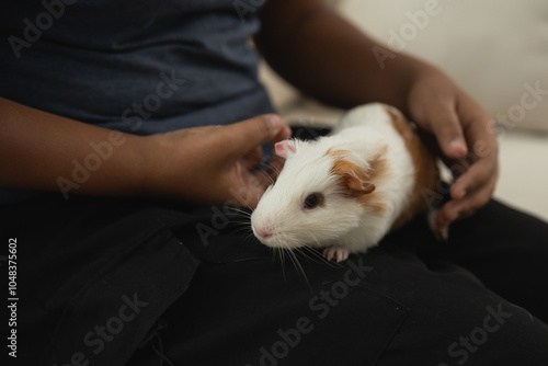 A person is holding a small white and brown guinea pig