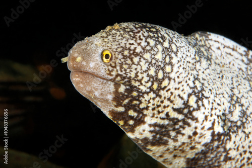 Snowflake Moray (Echidna nebulosa, aka Clouded Moray). Ambon, Indonesia photo