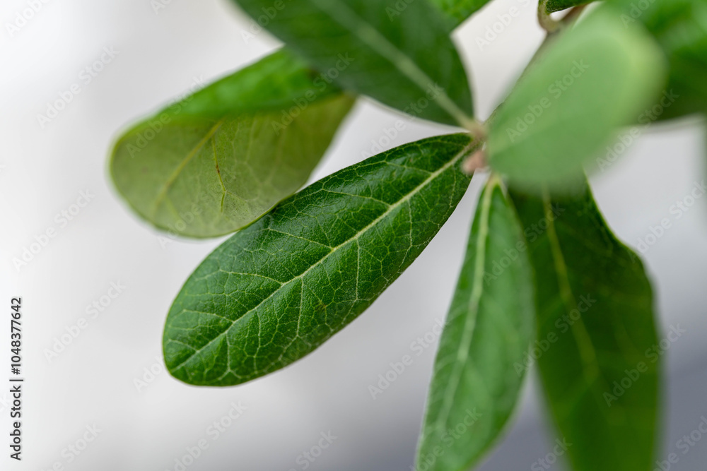 Obraz premium 雨に濡れた葉