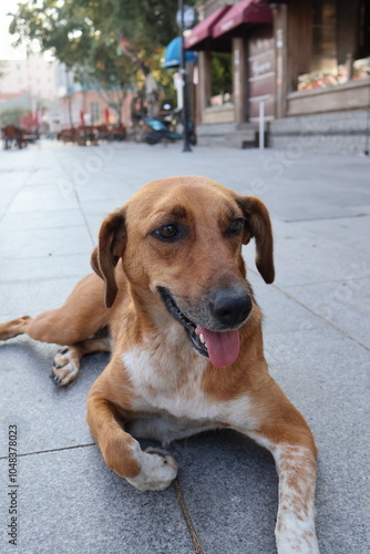 dog wandering through the streets of a city