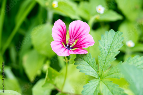 Funnel mallow detail of pink blossom