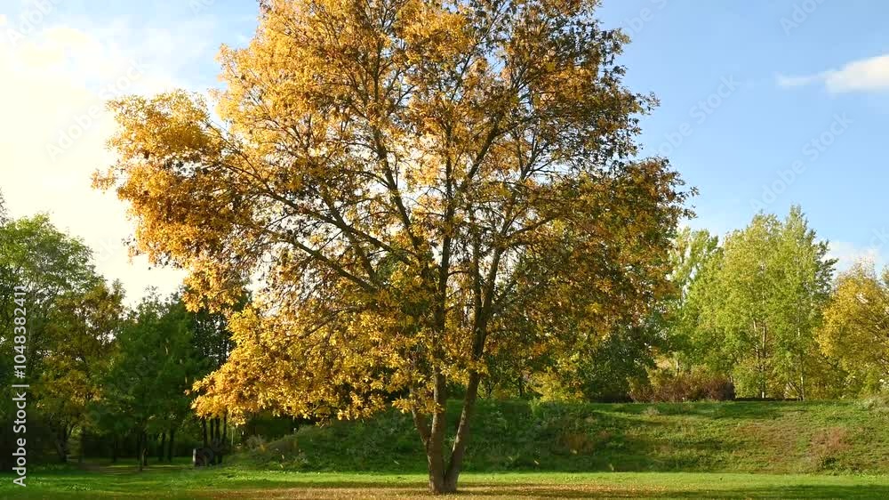 Tree with yellow leaves in the park. Falling leaves. Nature background. Tree with yellow leaves in the park. Falling leaves. Nature background.