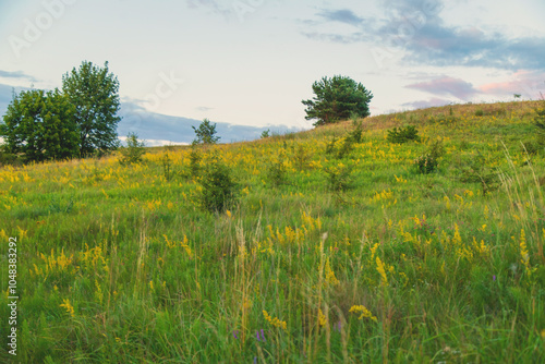 Meadow with medicinal herbs. Selective focus.