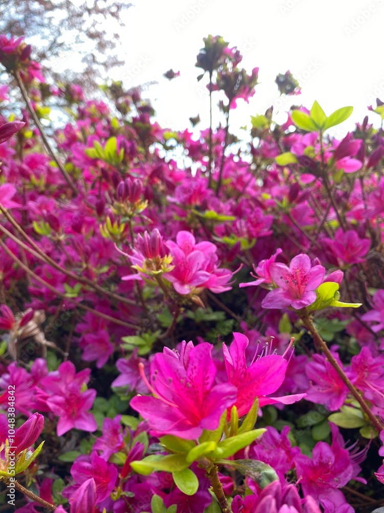 Beautiful fuchsia Color Rhododendron flowers in the garden Beautiful fuchsia Color Rhododendron flowers in the garden