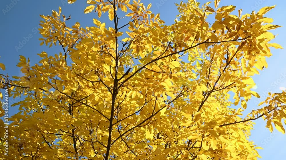 Yellow autumn leaves swaying in the wind. Nature background. Yellow autumn leaves swaying in the wind. Nature background.