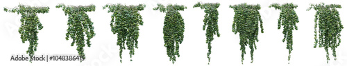 Hedera hibernica plant, Atlantic ivy or vine for decorate wall, pillar and fence with isolated on transparent background. png file, 3d rendering illustration, clip art and cut out photo