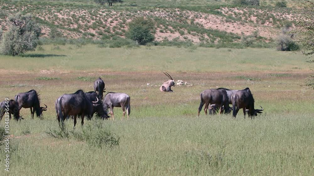 Wild animal Blue Wildebeest Gnu (Connochaetes taurinus) in Kalahari, green desert after rain season. Kgalagadi Transfrontier Park, South Africa wildlife safari Wild animal Blue Wildebeest Gnu (Connochaetes taurinus) in Kalahari, green desert after rain season. Kgalagadi Transfrontier Park, South Africa wildlife safari