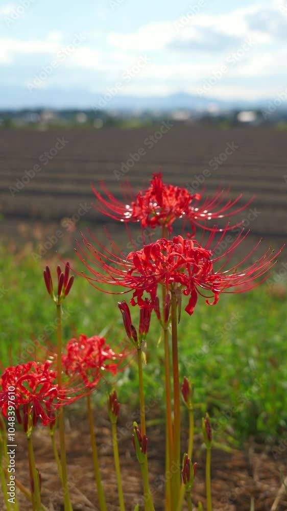 Blue sky and higanbana, autumn scenery, vertical video Blue sky and higanbana, autumn scenery, vertical video