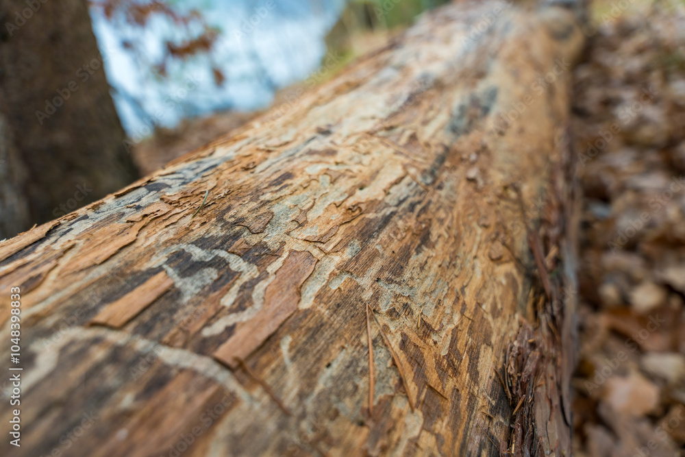 A detailed close-up view of rough tree bark in a Czech forest, partially eaten by an insect. A detailed close-up view of rough tree bark in a Czech forest, partially eaten by an insect.