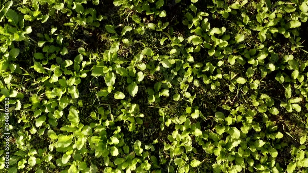 Aerial view of crops growing on a field taken from drone UK 4K England food production . Aerial view of crops growing on a field taken from drone UK 4K England food production .