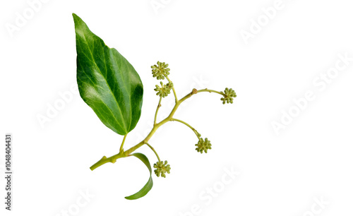 Leaves and flower buds of the English ivy or European ivy (Hedera helix) isolated on white background photo