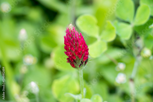 Detail of Blood clover blossom