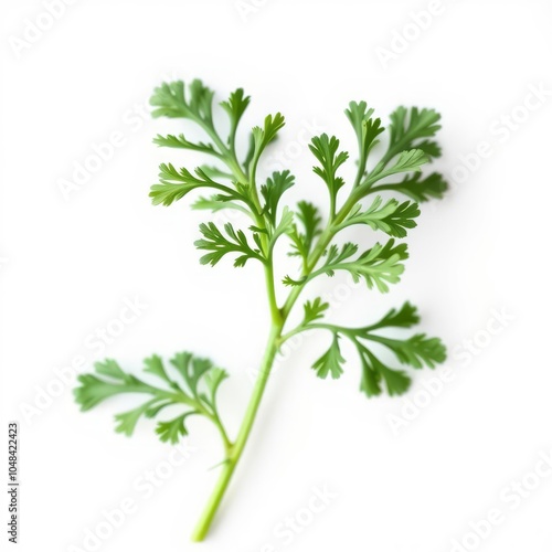 Parsley isolated on white background full depth of field