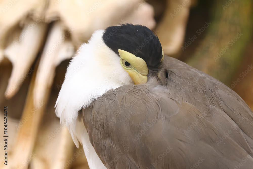 Porträt eines Maskenkibitz, Vanellus miles, Kibitz Porträt eines Maskenkibitz, Vanellus miles, Kibitz