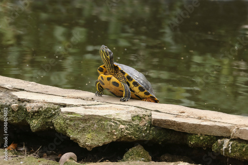 Schmuckschildkröte auf einem Stein,Trachemys scripta scripta, Pseudemys concinna photo