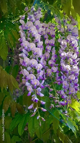 Slow motion footage of Beautiful white and purple wisteria flowers hanging on the tree 