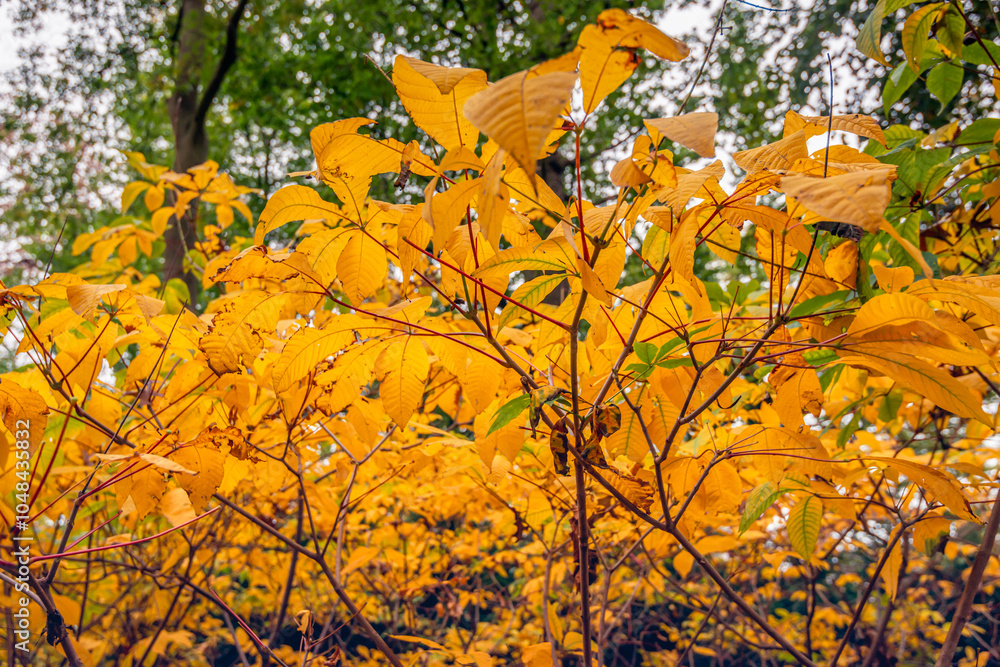 Close-up of yellowed chestnut leaves in the autumn season.